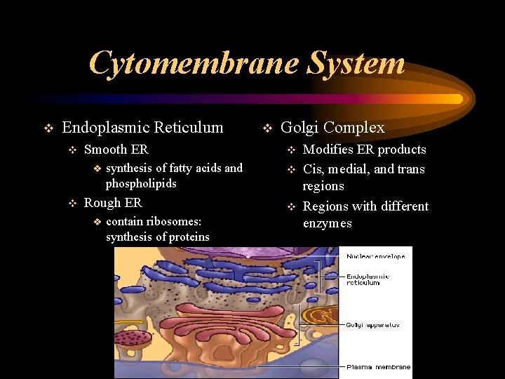 Cytomembrane System v Endoplasmic Reticulum v Smooth ER v v synthesis of fatty acids