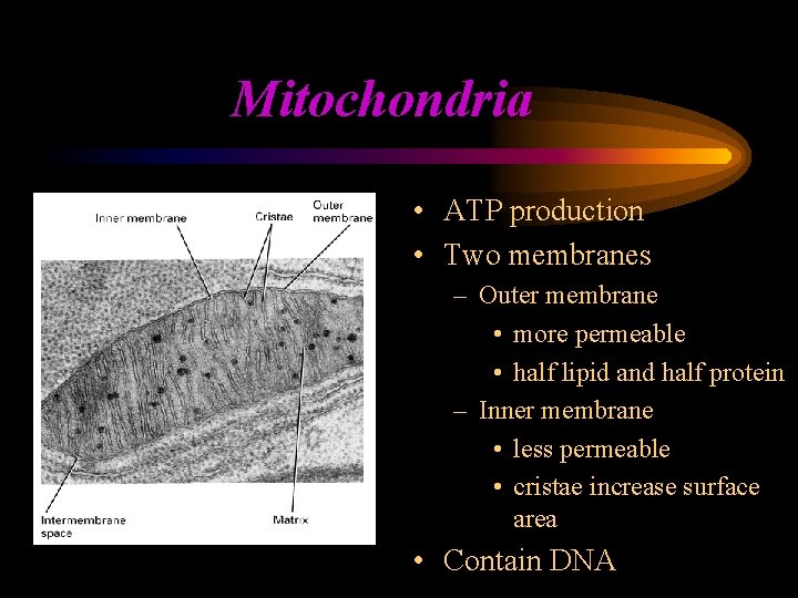 Mitochondria • ATP production • Two membranes – Outer membrane • more permeable •