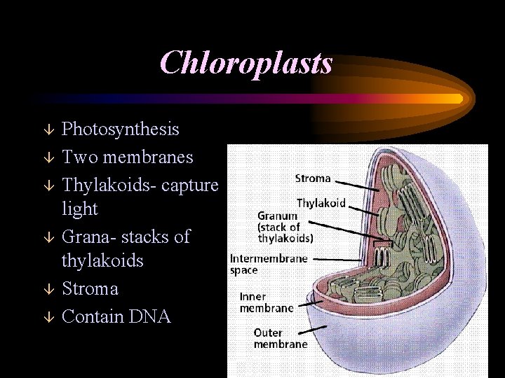 Chloroplasts â â â Photosynthesis Two membranes Thylakoids- capture light Grana- stacks of thylakoids