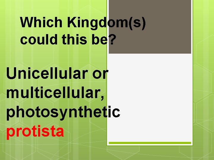 Which Kingdom(s) could this be? Unicellular or multicellular, photosynthetic protista 