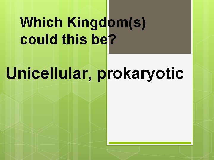 Which Kingdom(s) could this be? Unicellular, prokaryotic 
