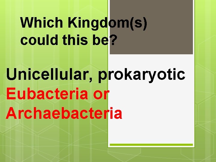 Which Kingdom(s) could this be? Unicellular, prokaryotic Eubacteria or Archaebacteria 