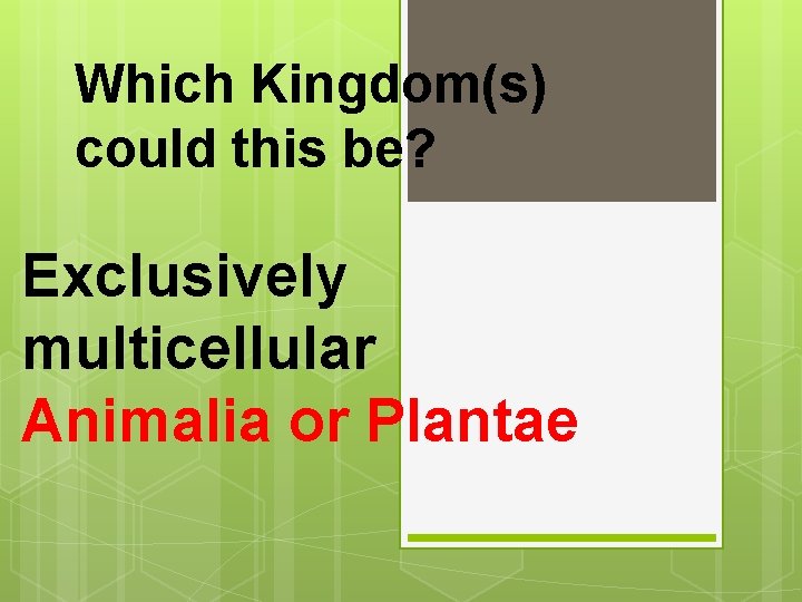 Which Kingdom(s) could this be? Exclusively multicellular Animalia or Plantae 