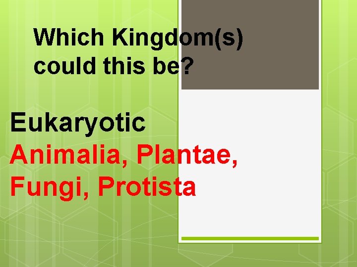 Which Kingdom(s) could this be? Eukaryotic Animalia, Plantae, Fungi, Protista 