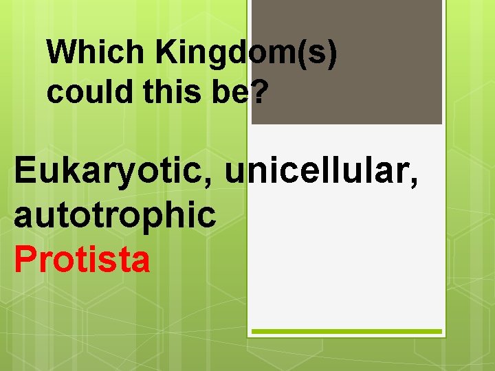 Which Kingdom(s) could this be? Eukaryotic, unicellular, autotrophic Protista 