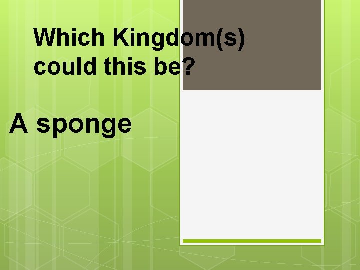 Which Kingdom(s) could this be? A sponge 