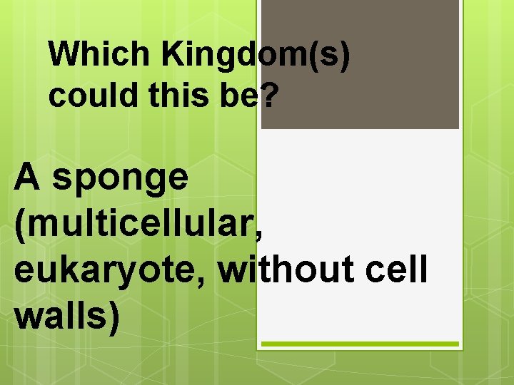 Which Kingdom(s) could this be? A sponge (multicellular, eukaryote, without cell walls) 