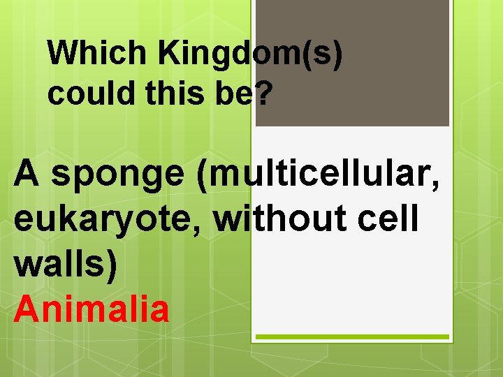 Which Kingdom(s) could this be? A sponge (multicellular, eukaryote, without cell walls) Animalia 