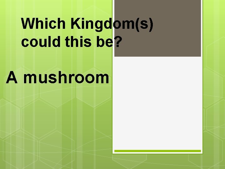 Which Kingdom(s) could this be? A mushroom 