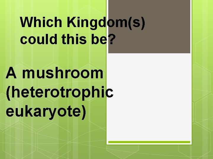 Which Kingdom(s) could this be? A mushroom (heterotrophic eukaryote) 