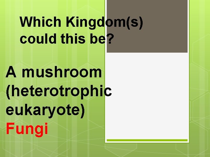 Which Kingdom(s) could this be? A mushroom (heterotrophic eukaryote) Fungi 