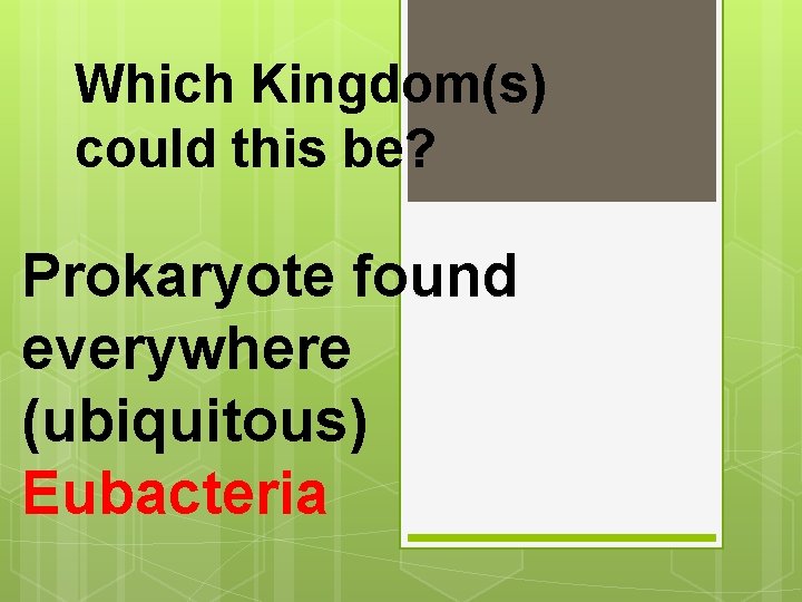 Which Kingdom(s) could this be? Prokaryote found everywhere (ubiquitous) Eubacteria 