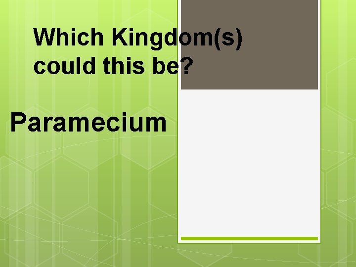 Which Kingdom(s) could this be? Paramecium 