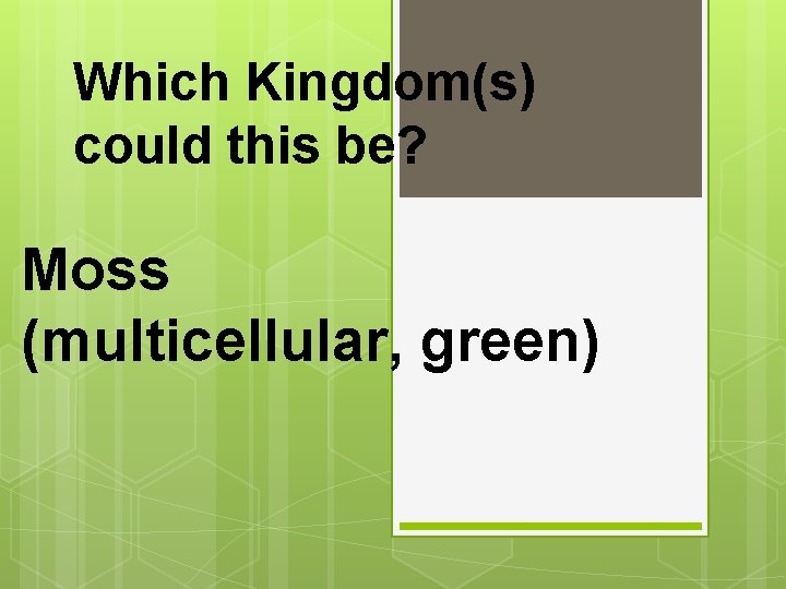 Which Kingdom(s) could this be? Moss (multicellular, green) 
