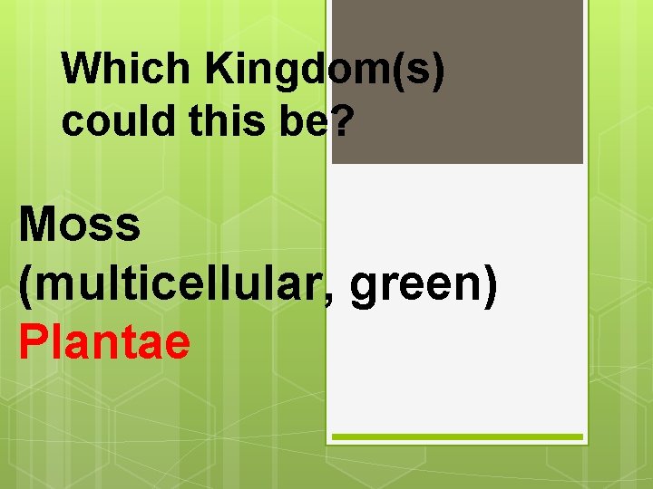 Which Kingdom(s) could this be? Moss (multicellular, green) Plantae 