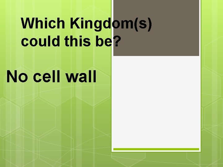 Which Kingdom(s) could this be? No cell wall 