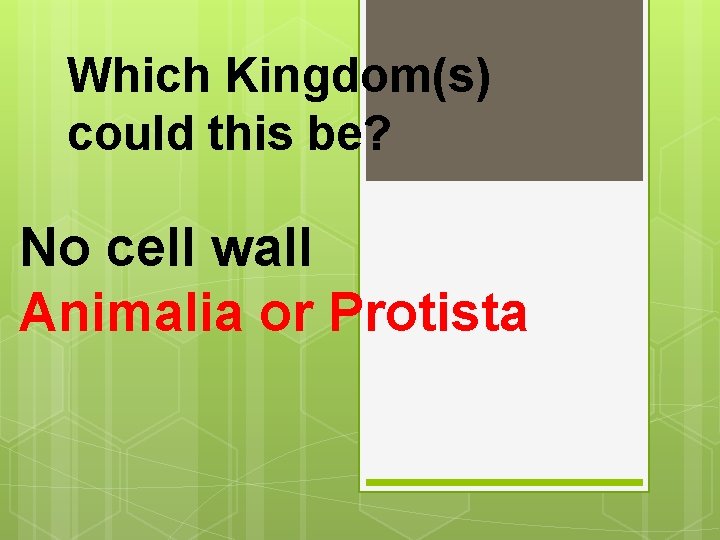 Which Kingdom(s) could this be? No cell wall Animalia or Protista 