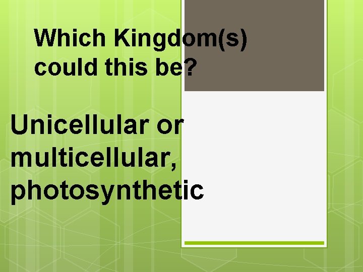 Which Kingdom(s) could this be? Unicellular or multicellular, photosynthetic 