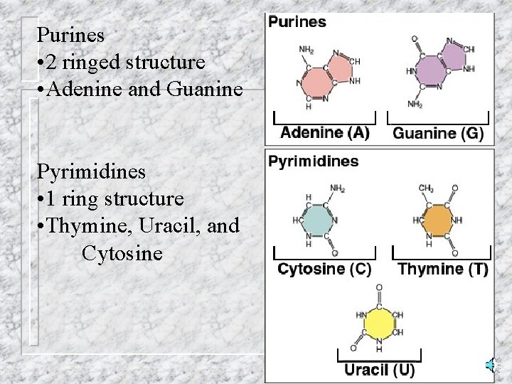 Purines • 2 ringed structure • Adenine and Guanine Pyrimidines • 1 ring structure