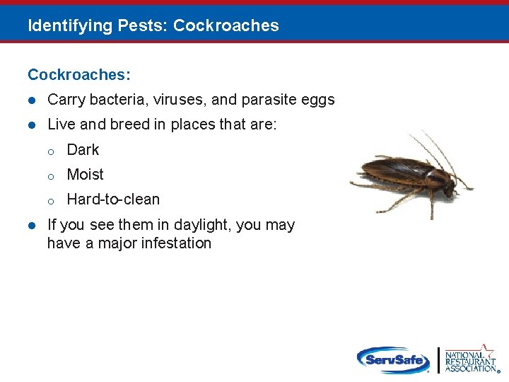 Identifying Pests: Cockroaches: l Carry bacteria, viruses, and parasite eggs l Live and breed