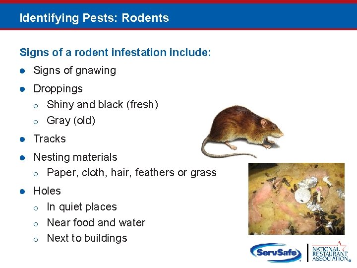 Identifying Pests: Rodents Signs of a rodent infestation include: l Signs of gnawing l