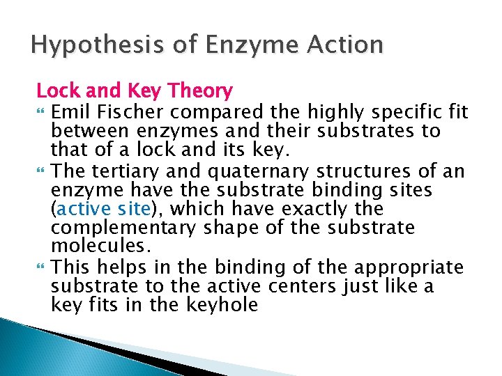 Hypothesis of Enzyme Action Lock and Key Theory Emil Fischer compared the highly specific