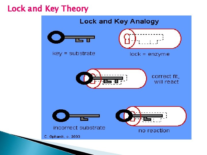 Lock and Key Theory 