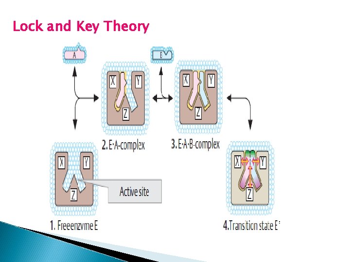 Lock and Key Theory Lock and Key Theory