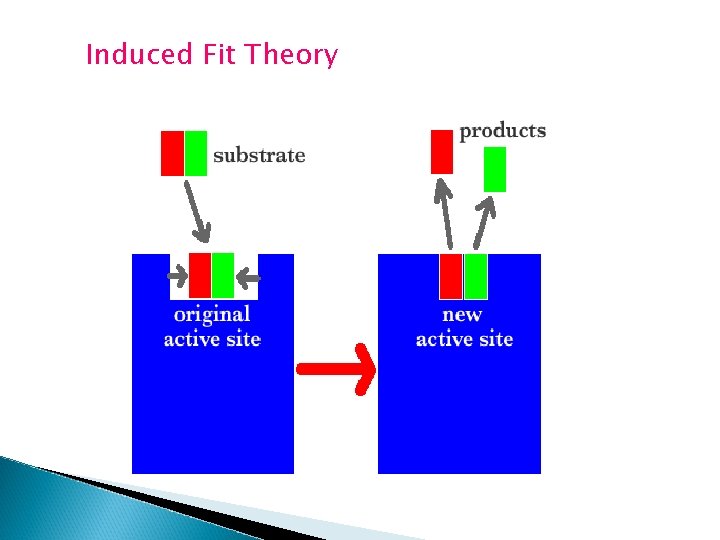 Induced Fit Theory 