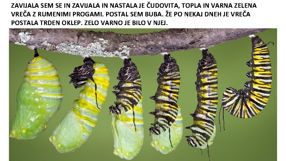 ZAVIJALA SEM SE IN ZAVIJALA IN NASTALA JE ČUDOVITA, TOPLA IN VARNA ZELENA VREČA