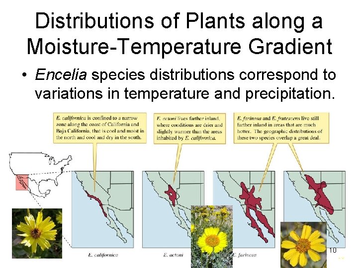 Distributions of Plants along a Moisture-Temperature Gradient • Encelia species distributions correspond to variations