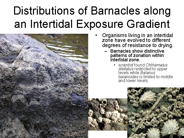 Distributions of Barnacles along an Intertidal Exposure Gradient • Organisms living in an intertidal
