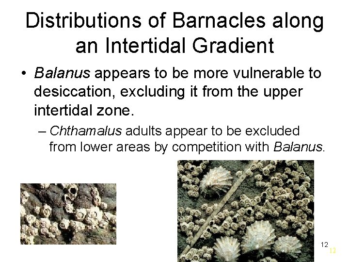 Distributions of Barnacles along an Intertidal Gradient • Balanus appears to be more vulnerable