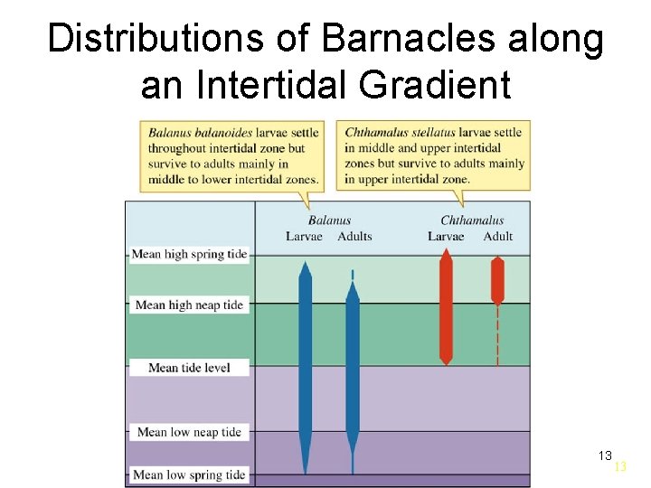 Distributions of Barnacles along an Intertidal Gradient 13 13 