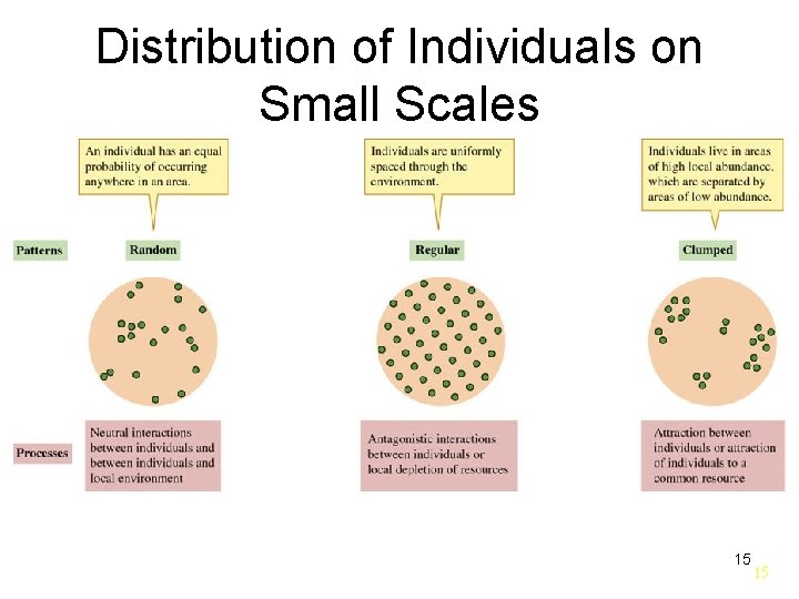 Distribution of Individuals on Small Scales 15 15 