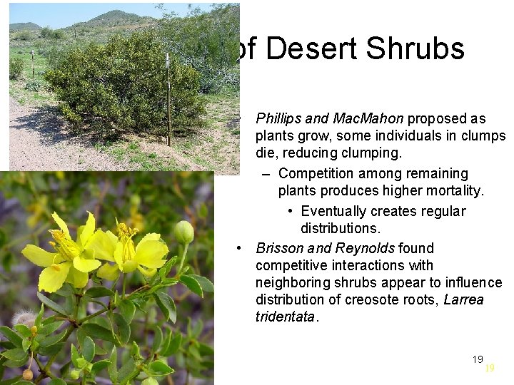 Distributions of Desert Shrubs • Phillips and Mac. Mahon proposed as plants grow, some