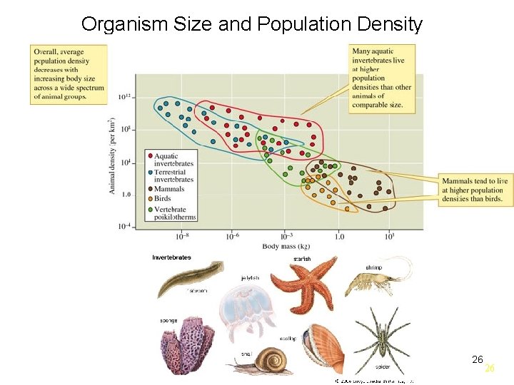 Organism Size and Population Density 26 26 