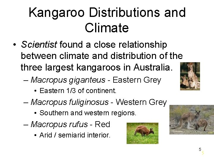 Kangaroo Distributions and Climate • Scientist found a close relationship between climate and distribution