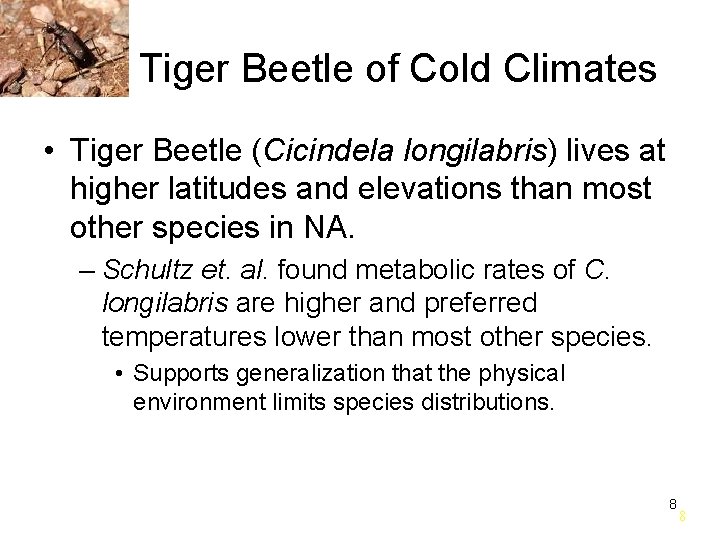 Tiger Beetle of Cold Climates • Tiger Beetle (Cicindela longilabris) lives at higher latitudes