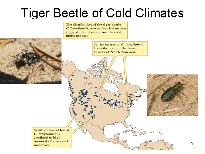 Tiger Beetle of Cold Climates 9 9 