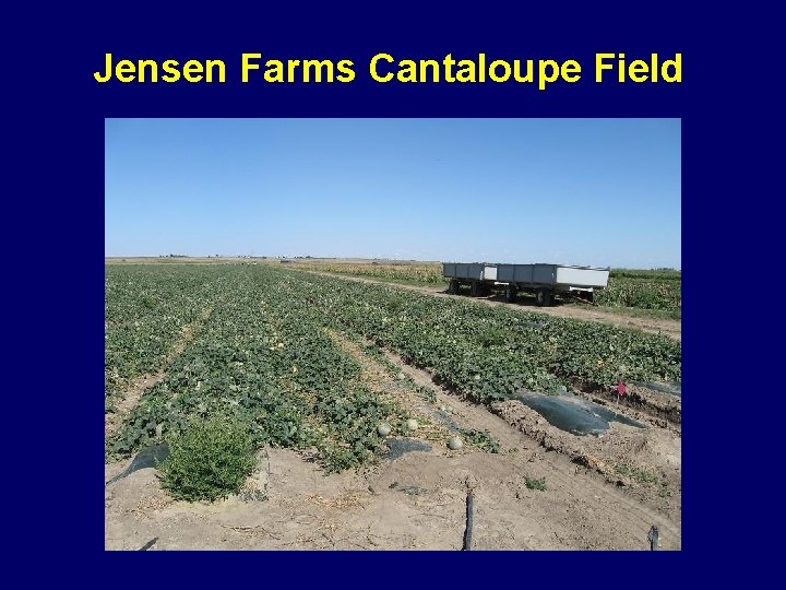 Jensen Farms Cantaloupe Field 
