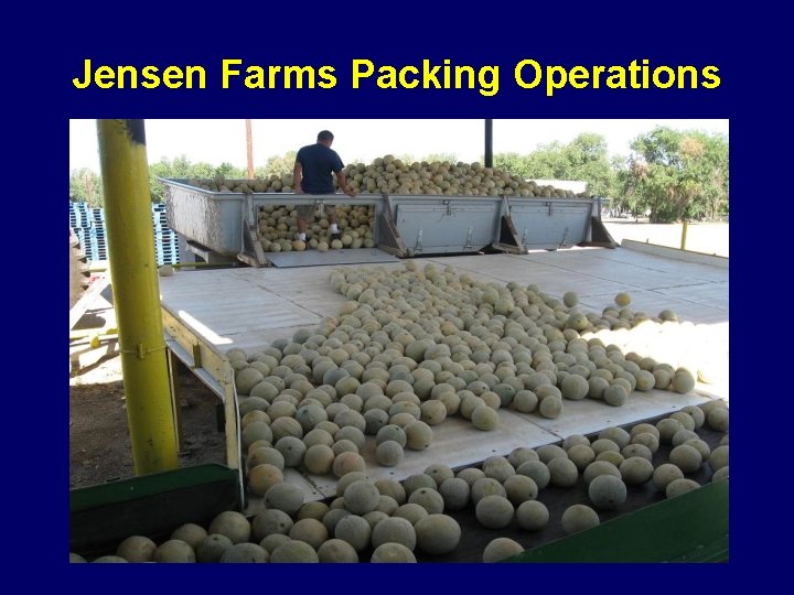 Jensen Farms Packing Operations 