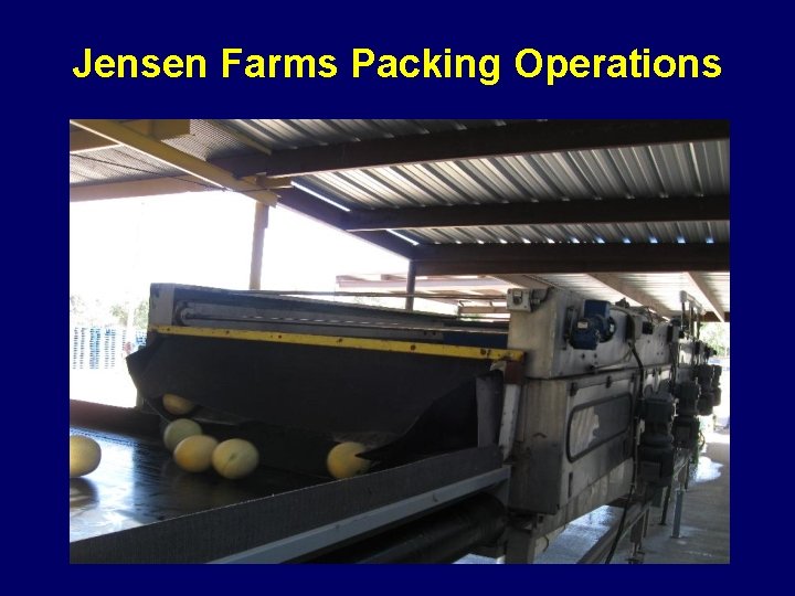 Jensen Farms Packing Operations 