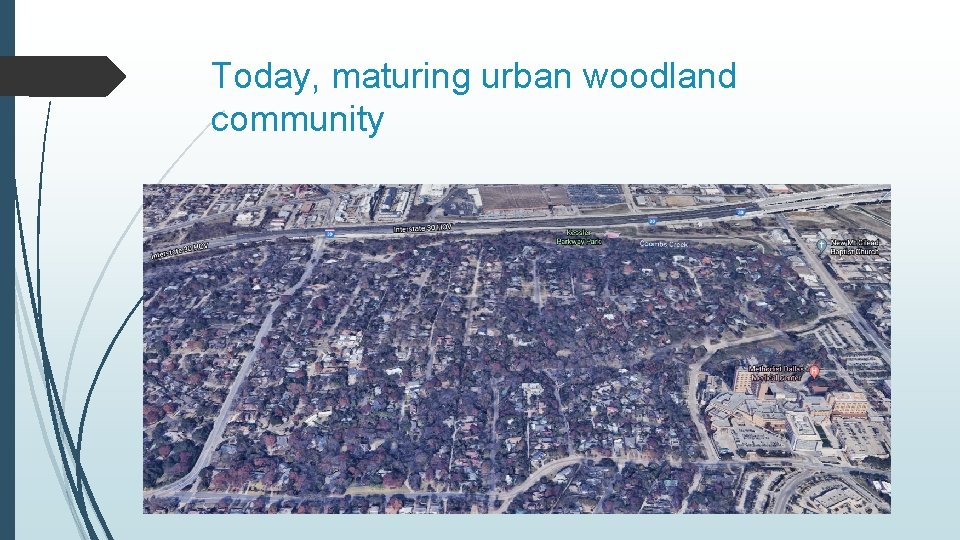 Today, maturing urban woodland community 