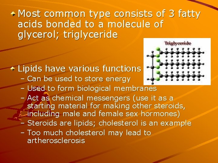 Most common type consists of 3 fatty acids bonded to a molecule of glycerol; Most common type consists of 3 fatty acids bonded to a molecule of glycerol;