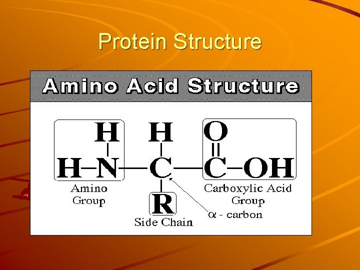 Protein Structure Protein Structure