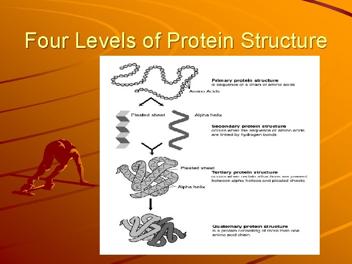Four Levels of Protein Structure Four Levels of Protein Structure