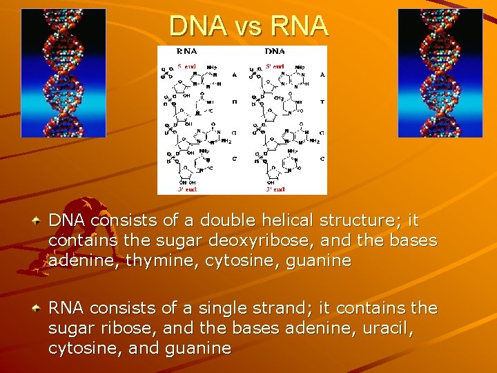 DNA vs RNA DNA consists of a double helical structure; it contains the sugar DNA vs RNA DNA consists of a double helical structure; it contains the sugar