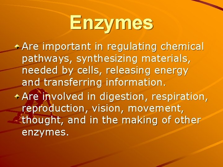 Enzymes Are important in regulating chemical pathways, synthesizing materials, needed by cells, releasing energy Enzymes Are important in regulating chemical pathways, synthesizing materials, needed by cells, releasing energy