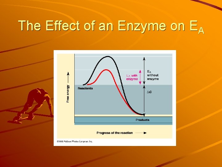 The Effect of an Enzyme on EA The Effect of an Enzyme on EA